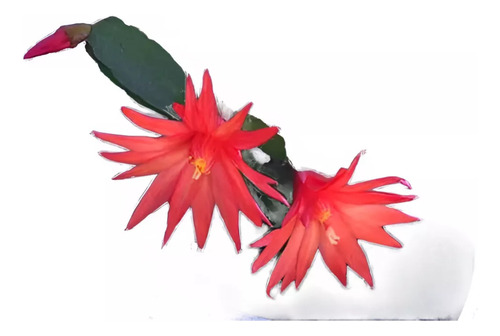Flor De Outubro Vermelha Enraizada Muda