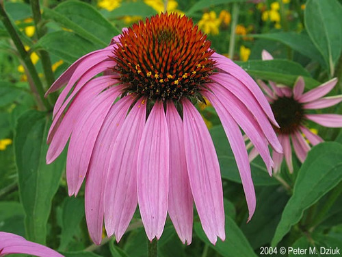 20 Sementes Echinacea Purpurea Erva Medicinal Coneflower