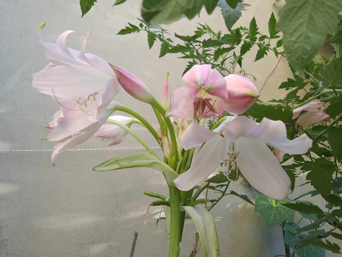 Bulbo De Crinum - Crino