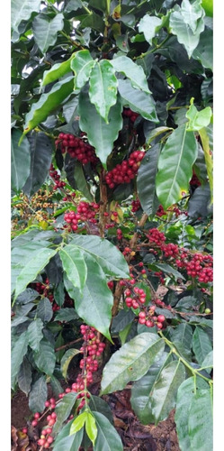 Venta Finca 14 Ha, Boconó Edo. Trujillo, Venezuela