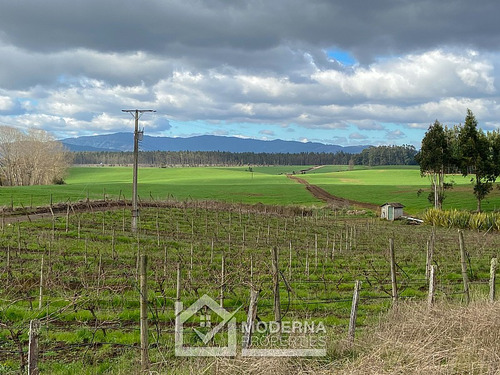 Campo 964 Ha. Con Uva, Forestal Y Forraje