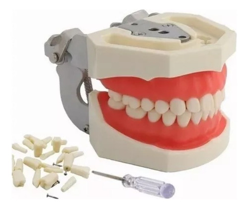 GWYNNE Modelo De Dientes Tipodonto Para Enseñanza Y Práctica Nissin Esqueleto Anatomico