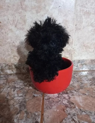  Caniche  Mini Toy Hembrita Y Machito Negros Azabache 