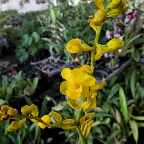 Orquídea Exótica Coleção Rara Nativa Cyrtopodium Andersonii