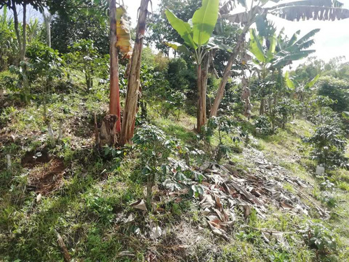 Imagen 19 de 30 de Vendo Finca En Avenida Condina Precio De Oportunidad