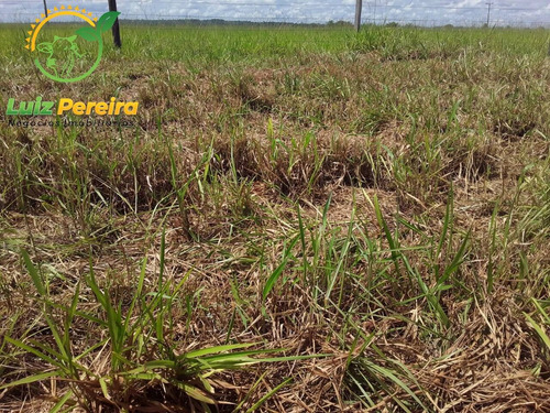 Imagem 11 de 12 de Fazenda À Venda Em Conceição Do Araguaia -pa-4.854.52 Hec. (d. Aptidão) - 2091
