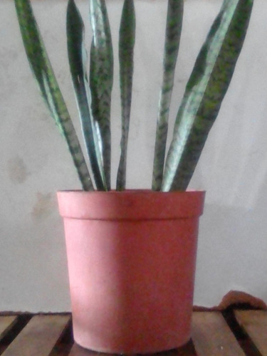 Imagen 6 de 7 de Sansevieria,o Lengua Suegra