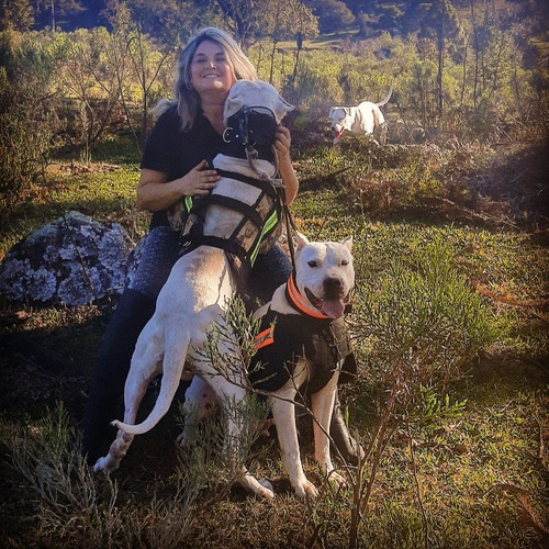 Dogo Argentino