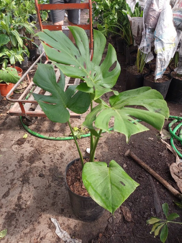 Imagen 2 de 5 de Philodendron Monstera, Costilla De Adan 10lts