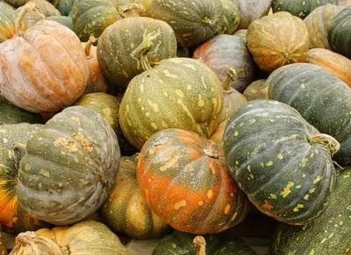 Semilla De Calabaza De Guía Redonda 1 Kg Para Sembrar
