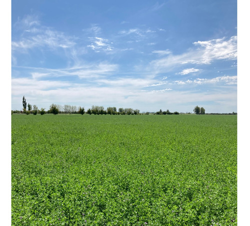Finca Gral Alvear, 71 Hcts,en Producción Y Con Equipamiento.