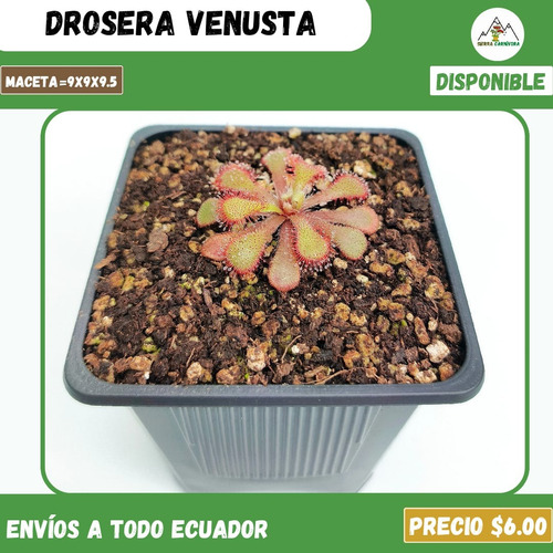 Plantas Carnívoras | Variedad De Géneros Y Especies