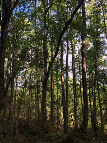 Imagen 3 de 27 de Hermosas Parcelas Insertas En El Bosque Nativo En Pucon