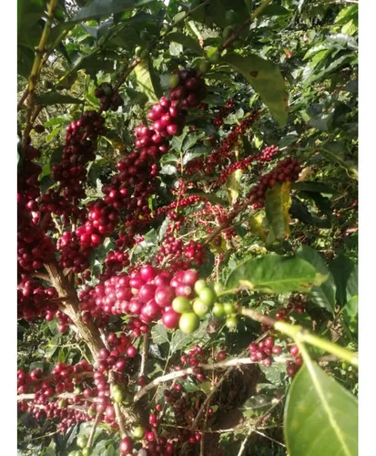 Venta Finca Productiva Cafe Platano Pasto Circasia - 23 Cuadras