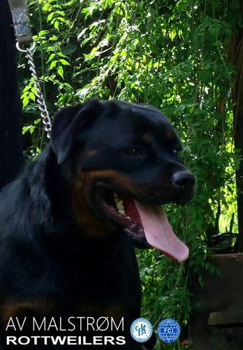 Filhotes De Rottweiler, Pai Importado Da Europa, Alto Padrão