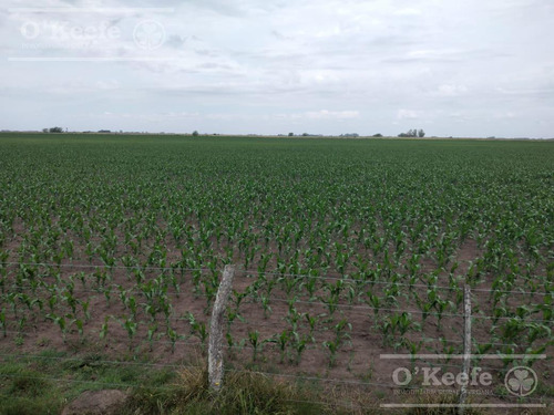 Imagen 3 de 22 de Campo Mixto En Venta En Chivilcoy 60 % Agrícola - Armado