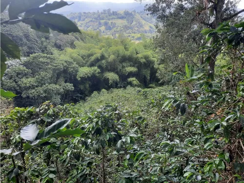 Venta Finca Armenia Sector San Juan Bosco - 5 Cuadras