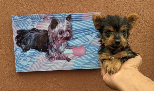 Yorkshire Terrier Bello Cachorrito 550 Yorky Mini Toy Puro