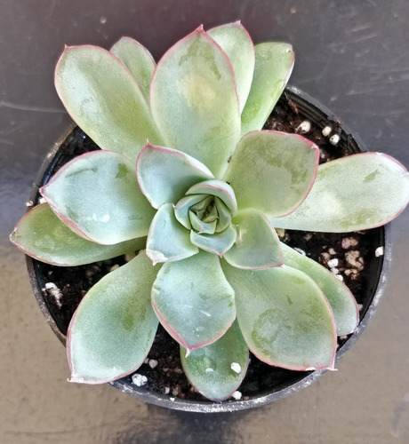 Echeveria Pulidonis E. Walther