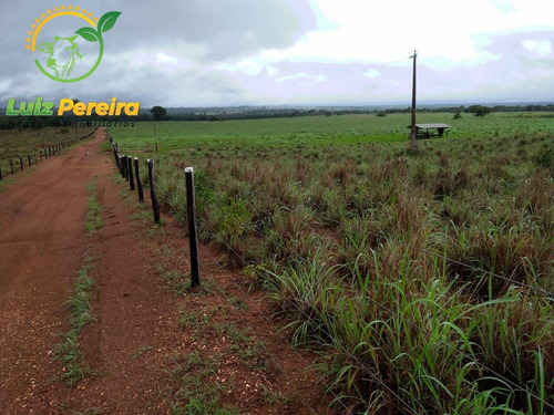 Imagem 13 de 15 de Fazenda À Venda Em Formoso Do Araguaia-to - 1.771 Hectares (dupla Aptidão) - 1618