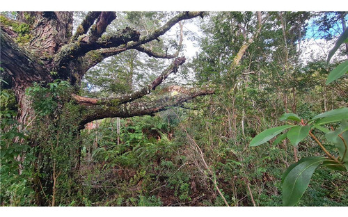 Parcela Con Bosque Nativo En Puerto Varas