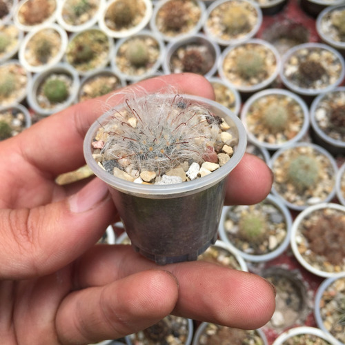 Cactus Miniatura Regalos Eventos Bodas 4,5cm