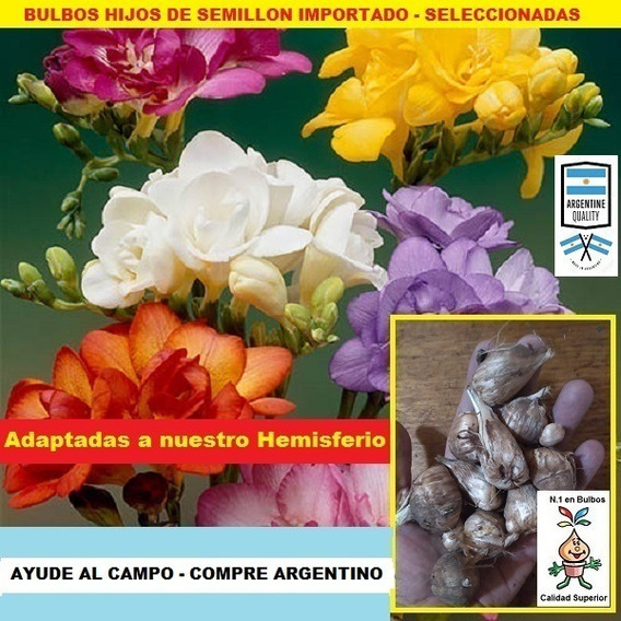 Bulbos Fresias Doble Nacional Adaptadas X 10 Bulbos-semillas | MercadoLibre