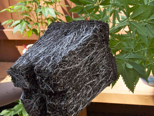 Imagen 9 de 10 de Sustrato Cultivate Autoflorecientes 80 Litros Organico