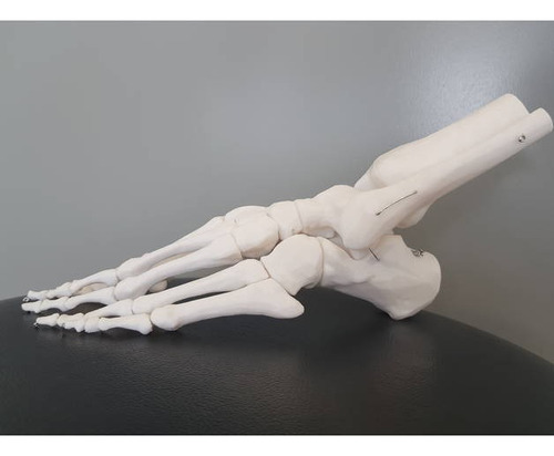 Modelo Anatomico Educativo Pie Completo Impreso En 3d