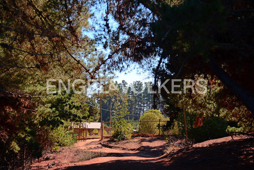 Inmersa En Un Bosque Escondido
