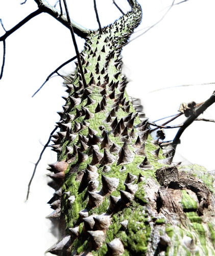 Planta Árbol Palo Borracho