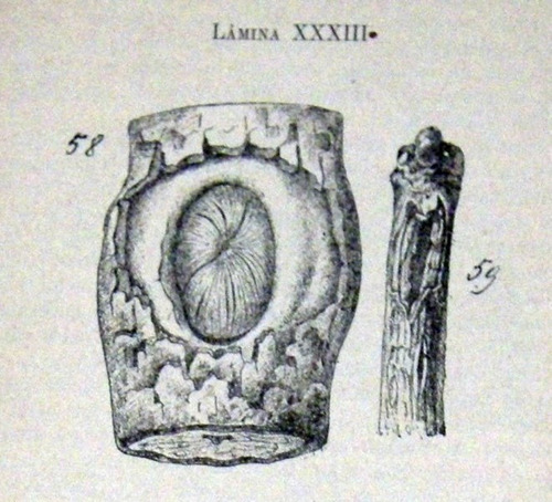 Enfermedades No Parasitarias De Las Plantas Salvat 1920