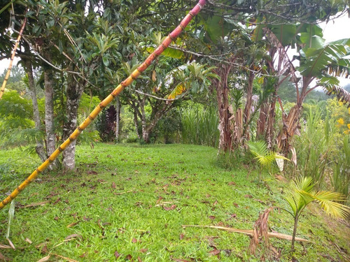 Imagem 8 de 19 de Sítio À Venda Em Miracatu Com Ampla Área Aberta Aproveitável! - 416 - 33675526
