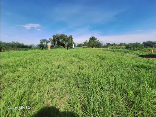 Venta Lotes En Quimbaya -quindío Colombia Cod: 7555717