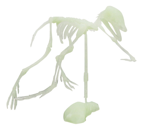 Ensamblaje De Esqueleto Humano De Dinosaurio Noctilucente, C