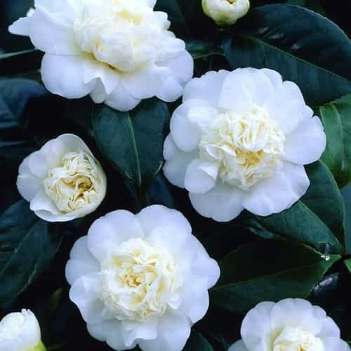 Imagen 1 de 5 de Camellia Japonica 40lts