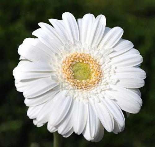 50 Semillas De Flor De Gerbera Blanco 