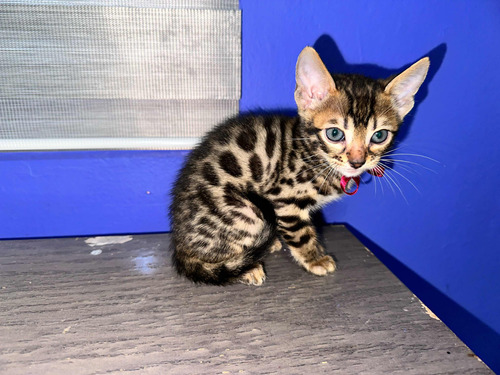 Gatos Bengalí Con Pedigree 3 Meses De Edad.