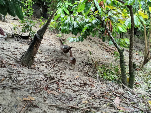 Animal (Usado)