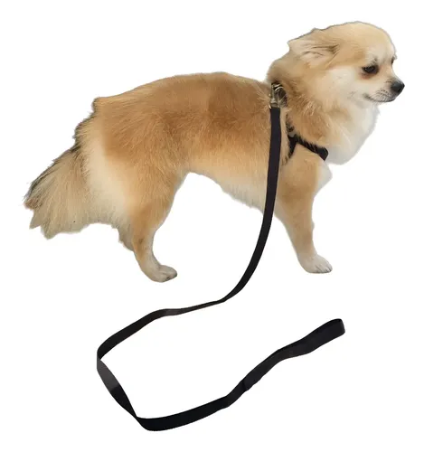 Peitoral Coleira Guia Cão Lulu Pomerania Cachorro Pequeno M