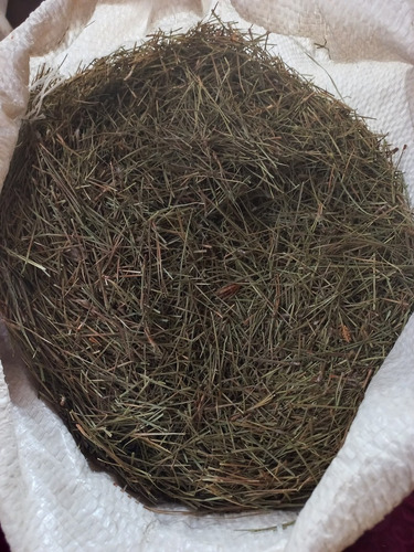 Pinus Agulha