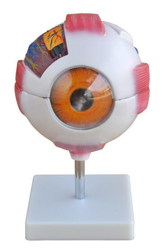 Anatomia Do Olho Em 7 Partes Olho Ampliado E Desmontável