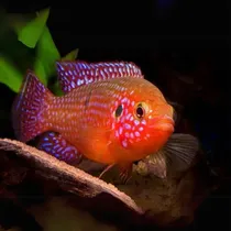 Comprar Pct. Cu002F 5 Peixes Acará Joia -aquário- Água Doce