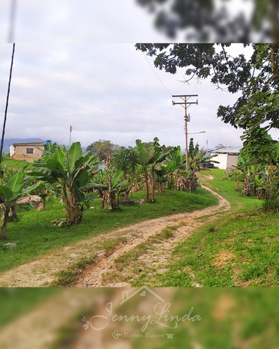 Imagen 7 de 14 de Se Vende Finca De 6,6 Has En Bejuma Carabobo