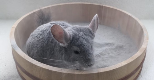 Imagen 2 de 7 de Arena Chinchilla Baño Roedores Jerbos Hamsters Aroma X 3
