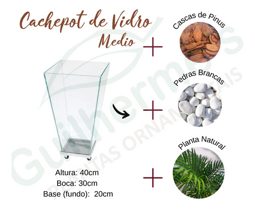 Palmeira Areca No Vaso De Vidro Com Rodinhas