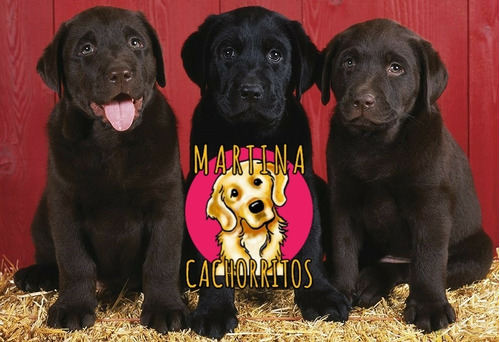 Cachorros Labrador De Regalo 10 Pouch Royal Canin