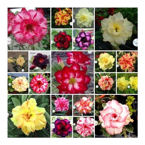 Kit 60 Sementes Rosas Do Deserto E Raras P Mudas Em Jardim