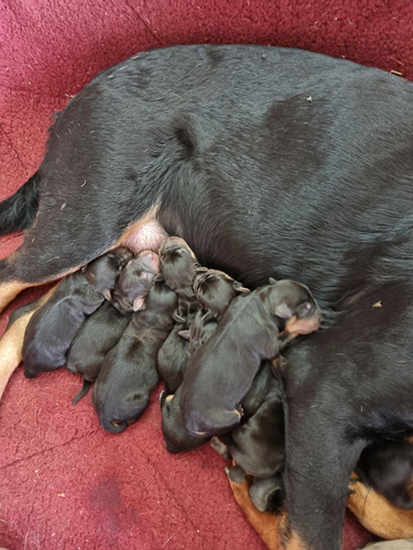 Perritos Recien Nacidos Rottweiler Entrega En 45 Dias Mas.