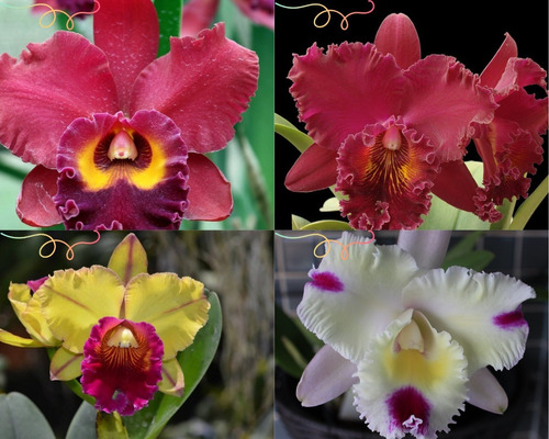 Kit 3 Orquideas ( Branca, Amarela E Bordo ) -mudas Formadas | Parcelamento  sem juros